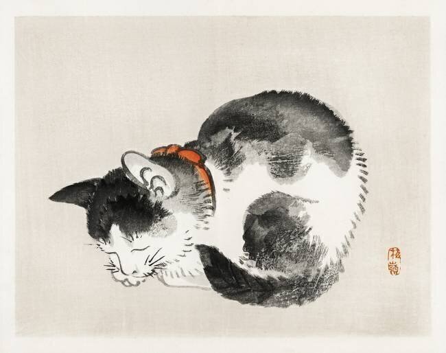 Sleeping cat Kono Barei