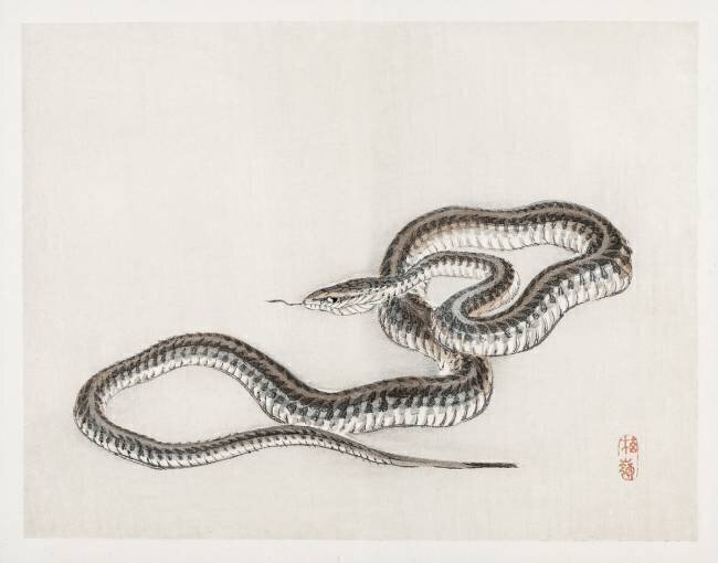 Snake Kono Barei