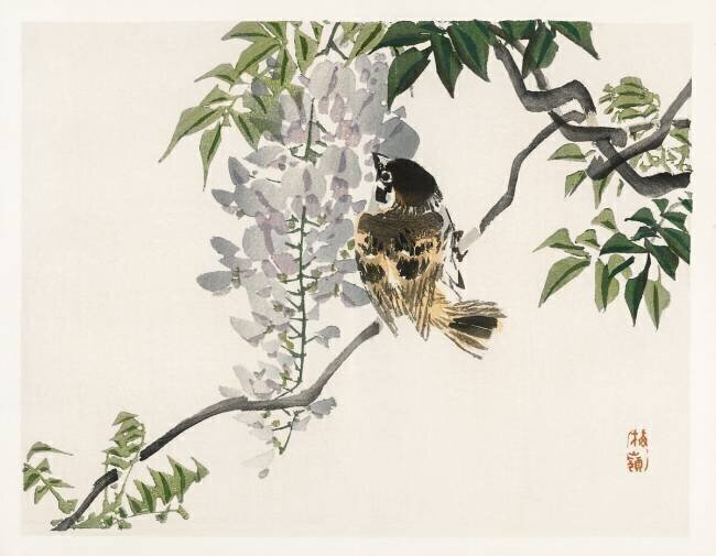 Sparrow Kono Barei