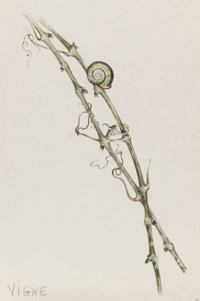 Vignes et escargot Emile Gallé
