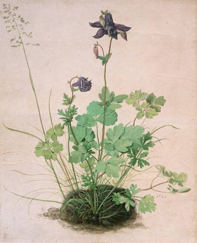 Akelei Albrecht Dürer