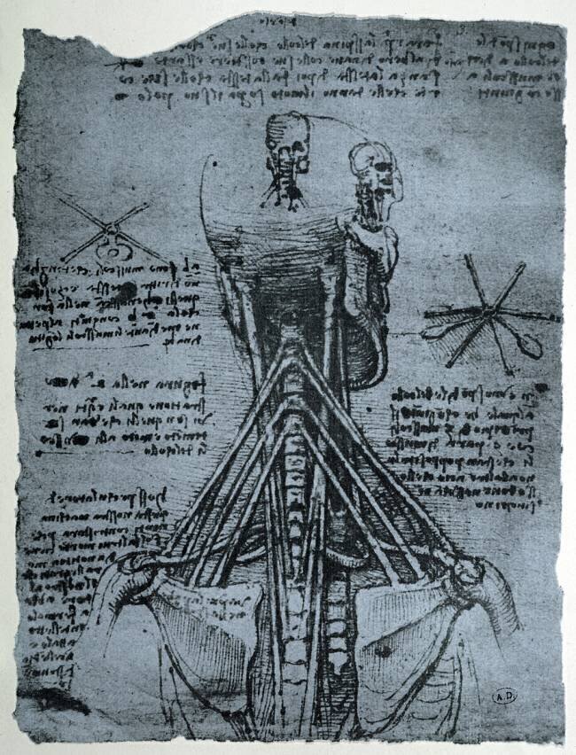 Bone Structure of the Human Neck and Shoulder Leonardo da Vinci