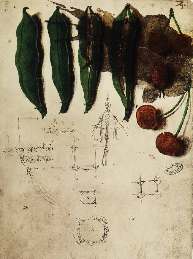 Cherries and peas Leonardo da Vinci