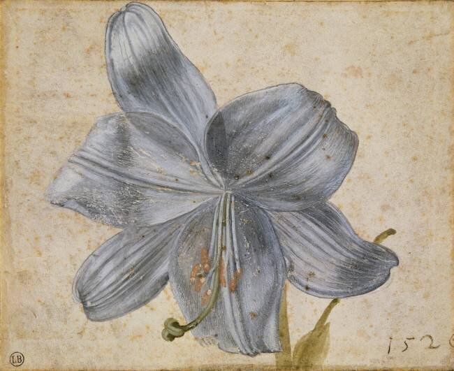 Etude de lys Albrecht Dürer
