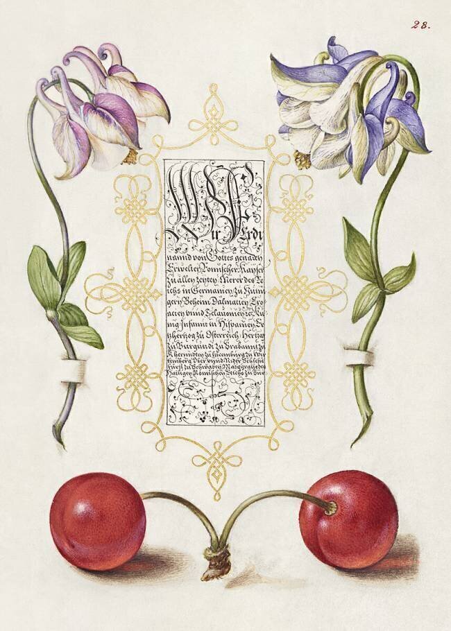 European Columbines and Sweet Cherry from Mira Calligraphiae Monumenta Joris Hoefnagel