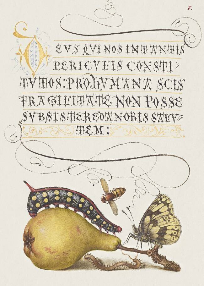 Fly, Caterpillar, Pear, and Centipede from Mira Calligraphiae Monumenta Joris Hoefnagel