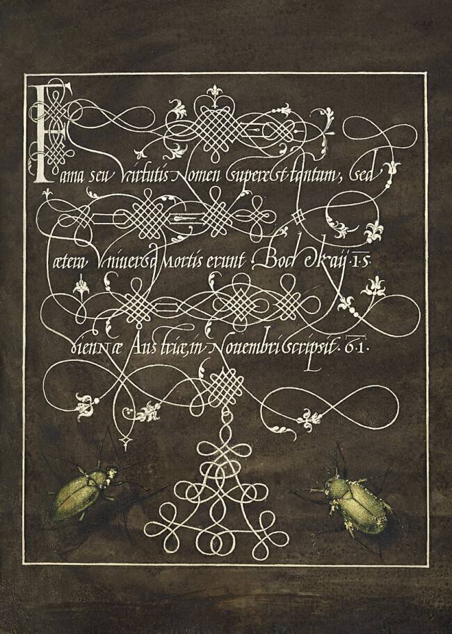 Ground Beetle and Scarab from Mira Calligraphiae Monumenta Joris Hoefnagel