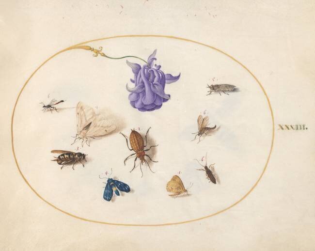 Insects Joris Hoefnagel