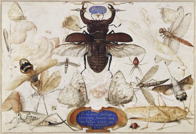 Insects and the Head of a Wind God Joris Hoefnagel