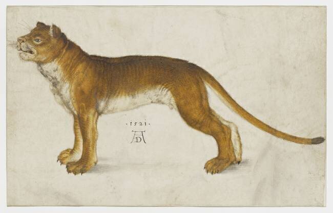 Lionne Albrecht Dürer