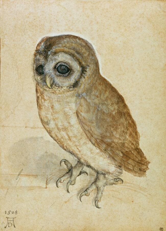 Little Owl Albrecht Dürer