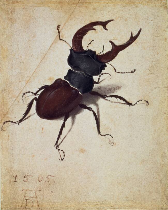 Lucane cerf-volant Albrecht Dürer