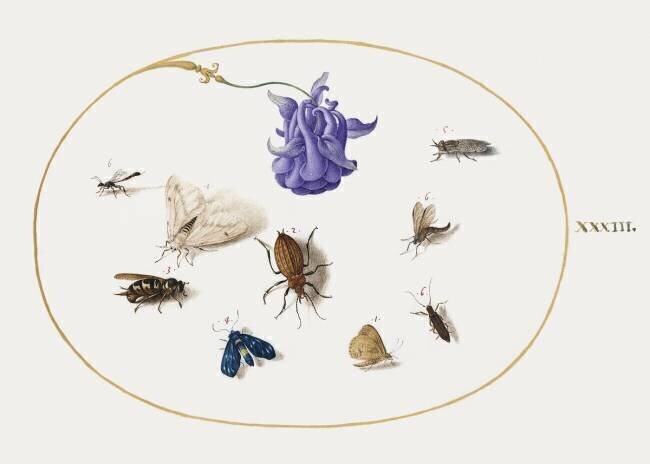 Moth and Butterfly with other Insects and a Columbine Flower Joris Hoefnagel