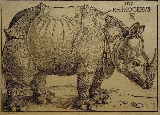 Rhinocéros Albrecht Dürer