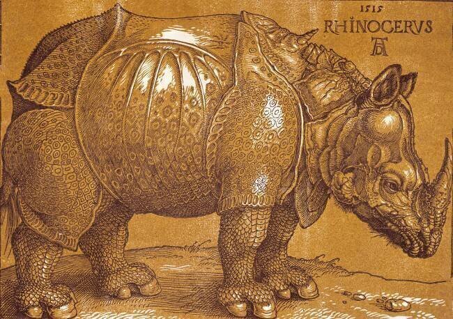 Rhinoceros  Albrecht Dürer