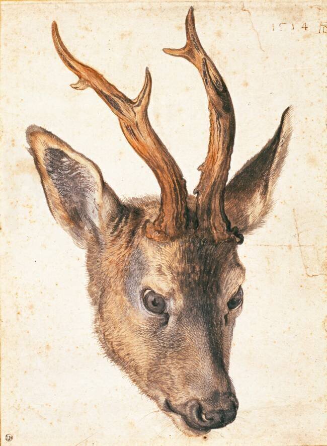 Tête de chevreuil Albrecht Dürer
