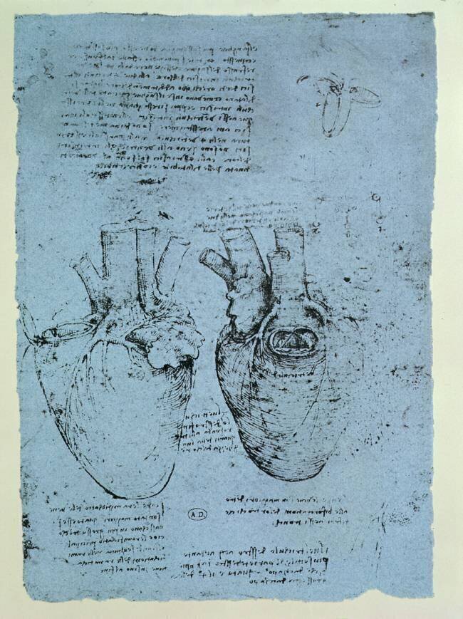 The Heart Leonardo da Vinci