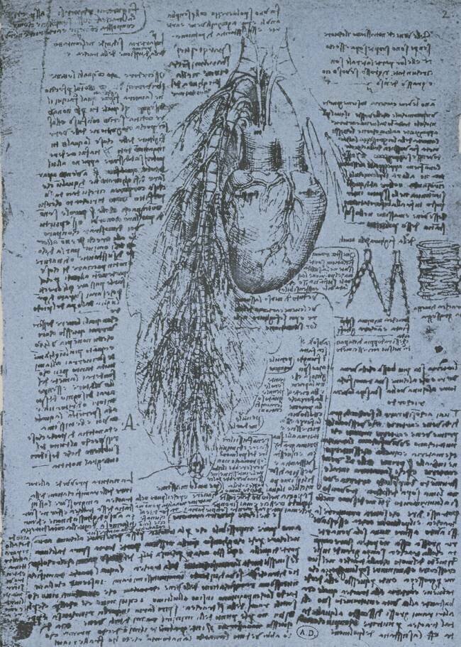 The Heart and the bronchial arteries Leonardo da Vinci