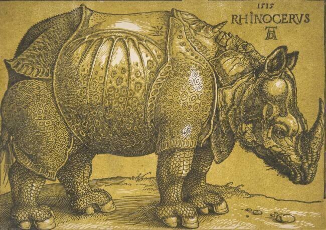The Rhinoceros Albrecht Dürer