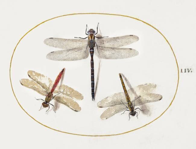 Trois libellules Joris Hoefnagel