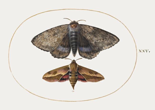 Two night butterflies Joris Hoefnagel