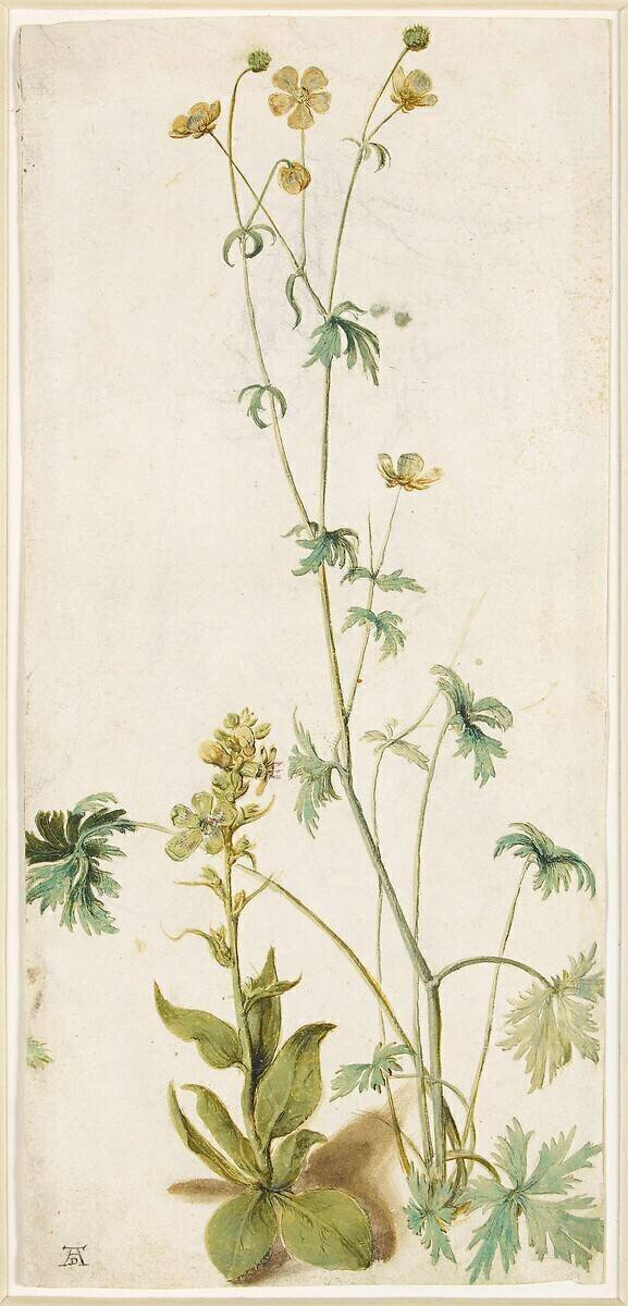 Une fleur Albrecht Dürer