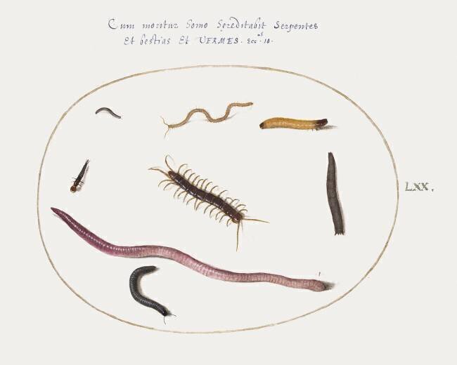 Worm, Centipede, Millipede, and Other Long Creatures Joris Hoefnagel