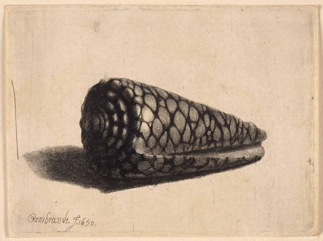 La Coquille (cône marbré) ; 1er état Rembrandt