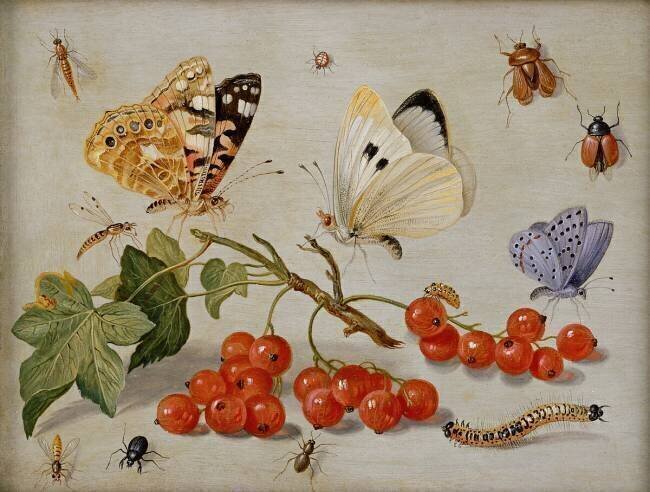 A still life with sprig of Redcurrants Jan van Kessel