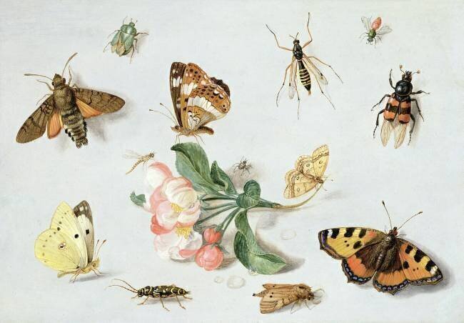 Butterflies Jan van Kessel