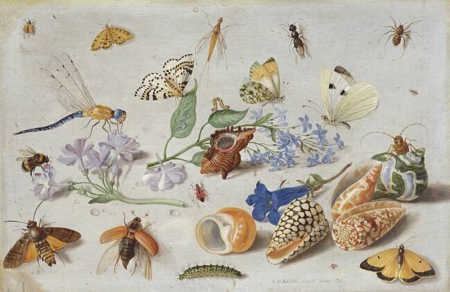 Butterflies and other Insects Jan van Kessel