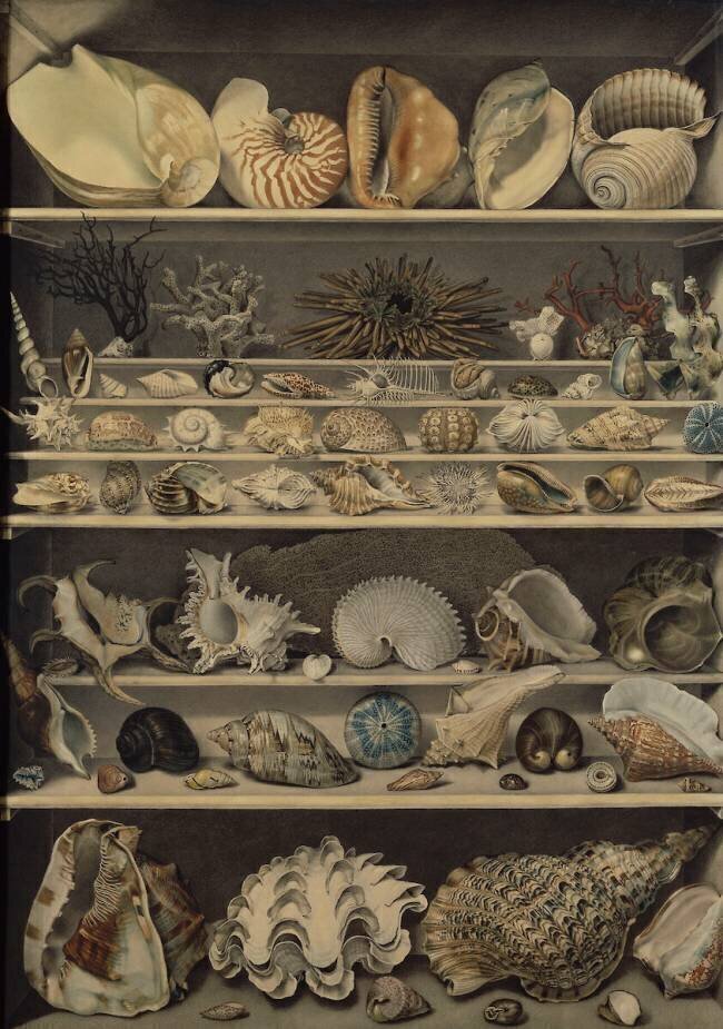 Choix de coquillages Alexandre-Isidore Leroy de Barde