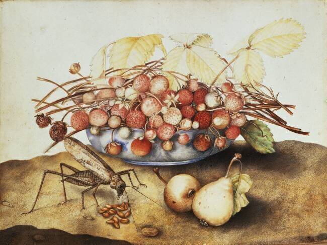 Coupe de fraises Giovanna Garzoni