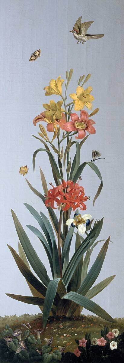 Hémérocalle jaune, Hémérocalle fauve, Amaryllis à feuilles recourbées, Morée à longue gaine Pierre Joseph Redouté