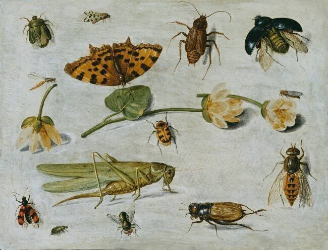 Insects Jan van Kessel