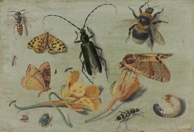 Insects Jan van Kessel