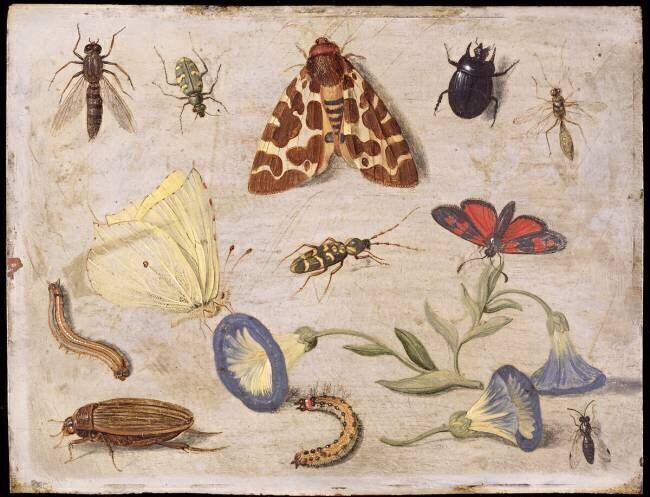 Insects Jan van Kessel