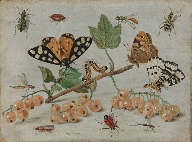 Insects and Fruit Jan van Kessel