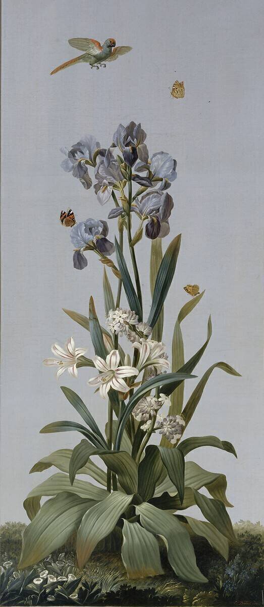 Iris de Florence, Aletris odorant, Amaryllis rayée Pierre Joseph Redouté
