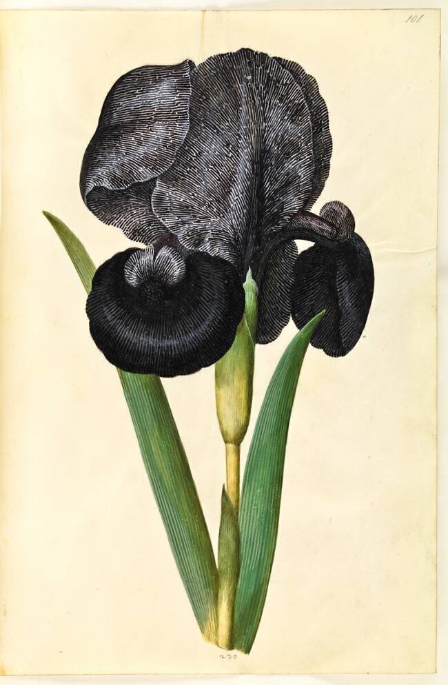 Iris Susiana Hans Simon Holtzbecker