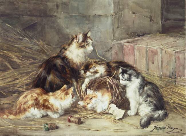 Jeunes chats Jane Hazon de Saint-Firmin