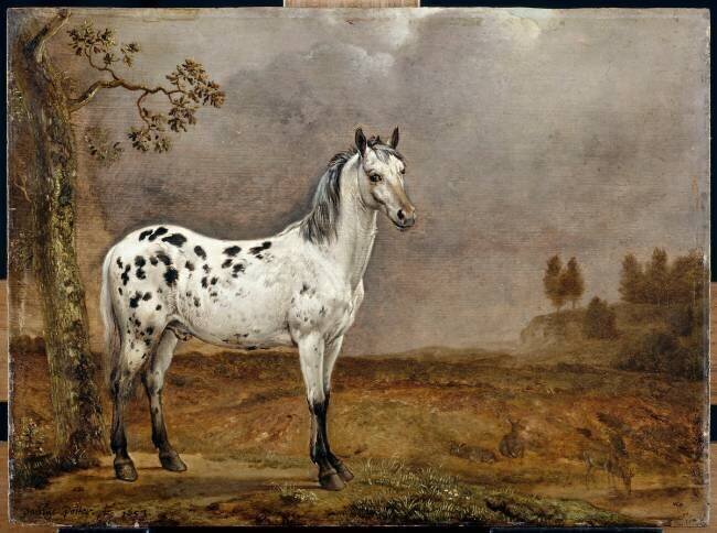 Le Cheval pie Paulus Potter
