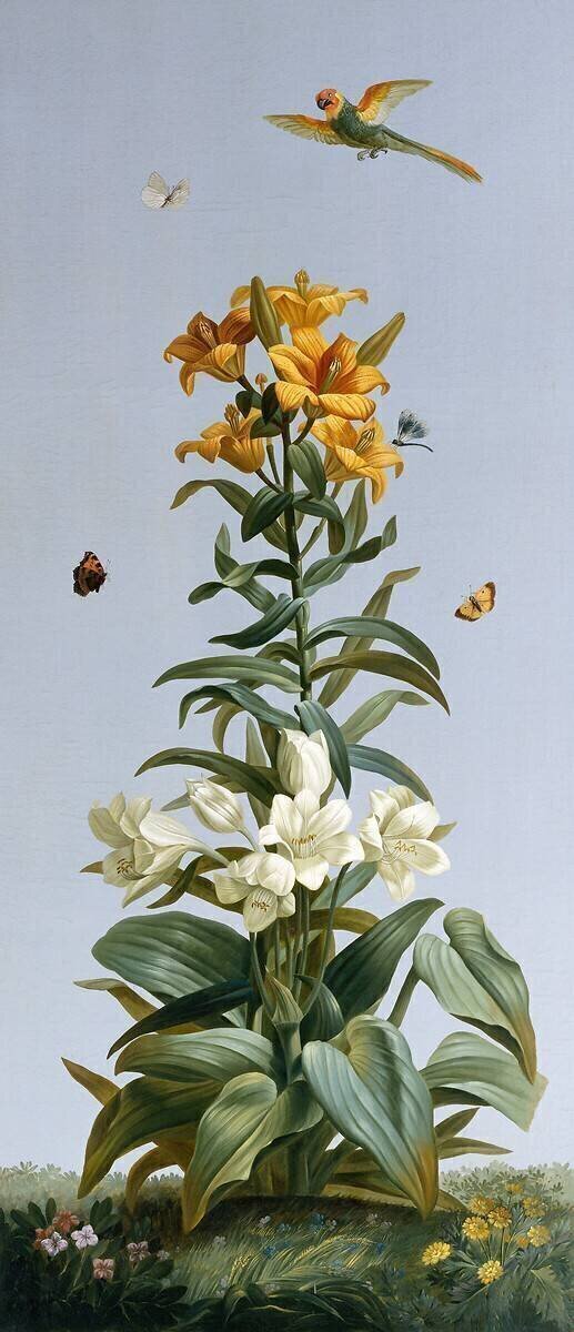 Lis bulbifère, Crinum géant Pierre Joseph Redouté