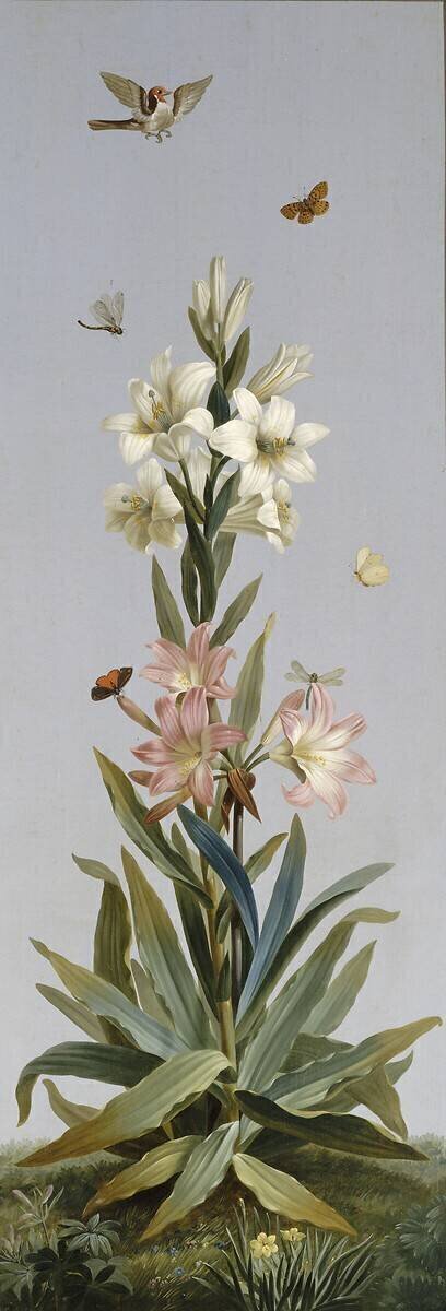 Lys blanc, Amaryllis belladonne Pierre Joseph Redouté