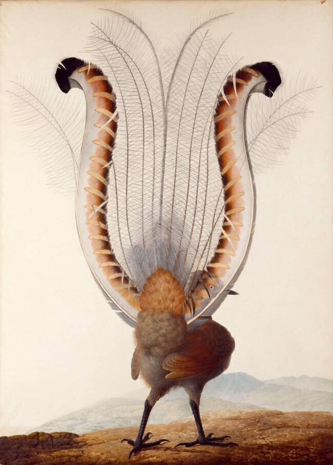 Oiseau-lyre Pauline Knip