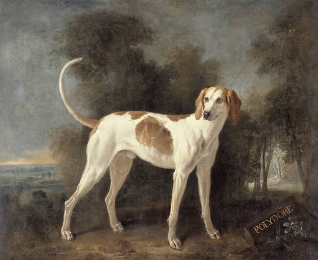 Polydore, chien de la meute de Louis XV (1710-1774) Jean-Baptiste Oudry