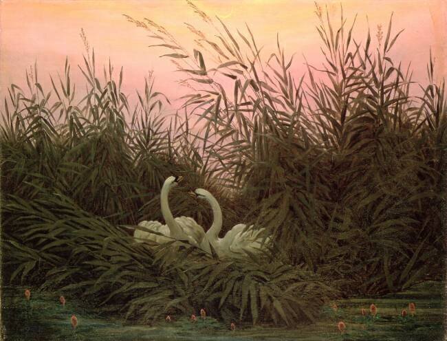 Swans in the Reeds Caspar David Friedrich