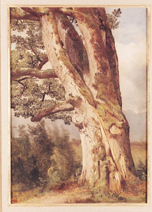The Oak Alexandre Calame