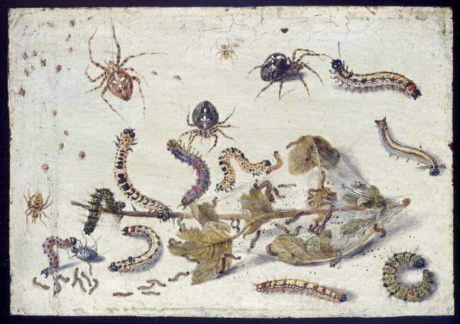 Various Spiders and Caterpillars Jan van Kessel