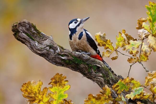 Autumn woodpecker Mario Suarez